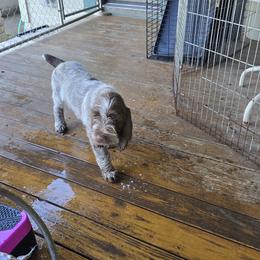 Gordon Setter and Spinone Italiano Puppies from Spinsetters