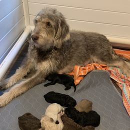Labradoodle Puppies from Tiny Tally Tails