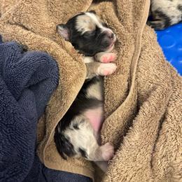 Moon - Blue merle female Miniature Australian Shepherd puppy in Washington, Indiana from Southern Indiana Mini Aussies