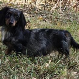 Tink - Dachshund