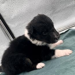 Girl 1 - Black white and tan female Shetland Sheepdog puppy in Pensacola, Florida from Nancy Barger's Siberian Huskies