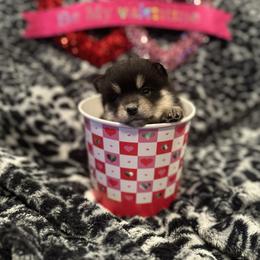 Maxine - Black and white female Pomsky puppy in Oak Harbor, Washington from Island Pomskies