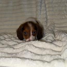Vanessa AKC - Piebald female Dachshund puppy in Magnolia, Texas from J&R Macias Dachshunds