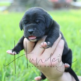 Emerald - Black male Great Dane puppy in Denison, Texas from Hundeity Great Danes