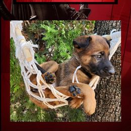 Storm - Red sable female Belgian Malinois puppy in Chino, California from BlueStone K9