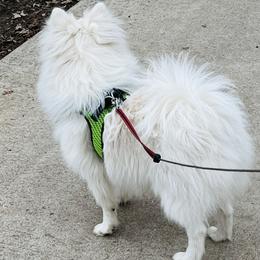 Bentley - White male Pomeranian puppy in St. Louis, Missouri from Saint Louis Pomeranian babies