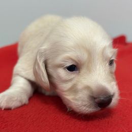 White Male - Cream male Dachshund puppy in Hensley, Arkansas from Fink Dachshund Farm - Central Arkansas