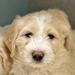 Boy 1 - male Barbado da Terceira puppy in Frederick, Maryland from New World Barbado da Terceira