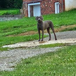 Ava - Weimaraner