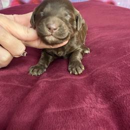 Molly - Brown female Bernedoodle puppy in Winfield, Alabama from Rose Lane Doodles