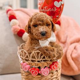 Lt. Dan - Red  male Goldendoodle puppy in Iola, Texas from Supreme Doodles of Texas