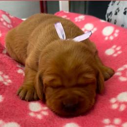 Benelli - Yellow female Labrador Retriever puppy in Sidney, Nebraska from Nebraska Strong Labradors