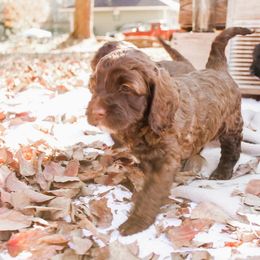 Australian Labradoodle Puppies from Harmony Labradoodles