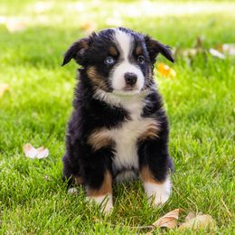 Miniature American Shepherd and Miniature Australian Shepherd Puppies from Bellewynd Acres