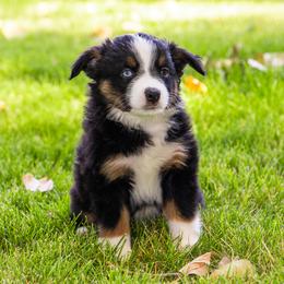 Miniature American Shepherd and Miniature Australian Shepherd Puppies from Bellewynd Acres