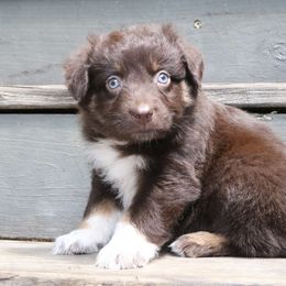 Alder - Red tri-color male Australian Shepherd puppy in Macon, Georgia from Shaina’s Shepherds