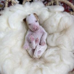 Ariat - Parti male Poodle puppy in Ault, Colorado from The Peaks Premium Poodles