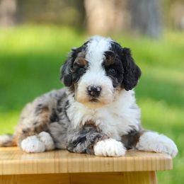 Frankie - Merle male Bernedoodle puppy in Spokane, Washington from Lilac City Doodles