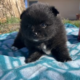 Pomeranian Puppies from Royal Paws Of Colorado