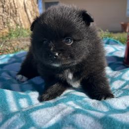 Pomeranian Puppies from Royal Paws Of Colorado