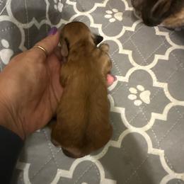 Girl 1 - Sable female Dachshund puppy in Easley, South Carolina from Castle Hill Doxies, LLC