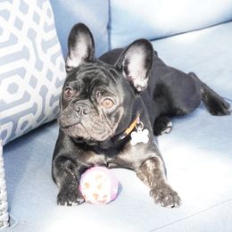 Bulldog and French Bulldog All Grown Up from Salem Bulldogs