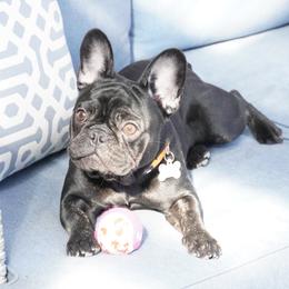 Bulldog and French Bulldog All Grown Up from Salem Bulldogs