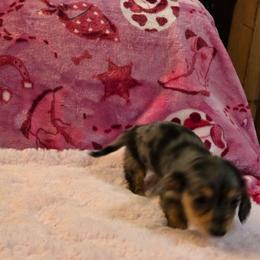 Remi's dapple girl - Dapple female Dachshund puppy in Wheatfield, Indiana from Wines Wienery