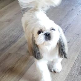 Shih Tzu Puppies from Jazzie Shih Tzu