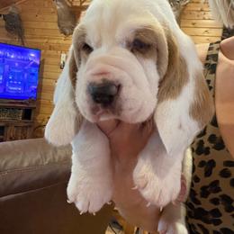 Lacey - Lemon and white female Basset Hound puppy in Missouri from Clevenger Farms
