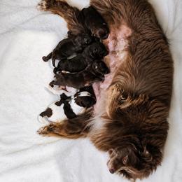 Pomeranian puppies from Mala Poms