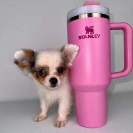 Gargamel - Merle male Chihuahua puppy in Naples, Florida from Naples Tiny Dogs