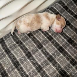 Boy 2 - Red male Havanese puppy in Morriston, Florida from OPA! Havanese (formerly Elysium Fields)