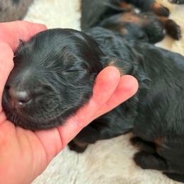 Female phantom 2 - Phantom female Bernedoodle puppy in Seattle, Washington from Clemleth Aussiedoodles