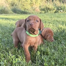 Sam - Golden rust male Vizsla puppy in Dundee, Iowa from CBJ Vizslas