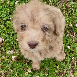 Ralee - Red merle female Aussiedoodle puppy in Denton, Maryland from Royal Conron Doodles