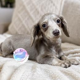 Ruby - Fawn (isabella) and cream female Dachshund puppy in Houston, Texas from L&L 4D Dancer’s Dachshunds