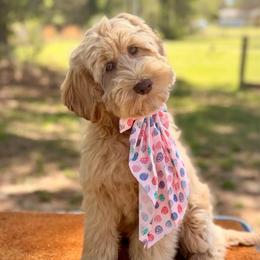 Emma - Caramel female Australian Labradoodle puppy in Hartshorne, Oklahoma from Jena Edmond