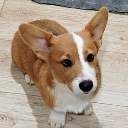 Girl 4 - White and fawn female Pembroke Welsh Corgi puppy in Montgomery County, Tennessee from Anita’s little Corgi Haven
