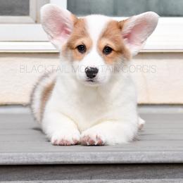 American Corgi and Pembroke Welsh Corgi Puppies from Blacktail Mountain Corgis