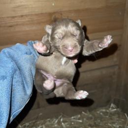 Boy 2 - Brown and white male Siberian Husky puppy in Iron River, Wisconsin from Wiemeri Siberians