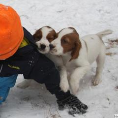 Clumber Spaniel and Irish Red and White Setter Puppies from NyaStar & Chequamegon