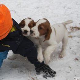 Clumber Spaniel and Irish Red and White Setter Puppies from NyaStar & Chequamegon