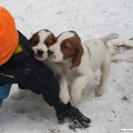 Clumber Spaniel and Irish Red and White Setter Puppies from NyaStar & Chequamegon