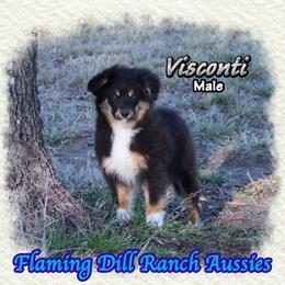 Visconti - Black tri male Toy Australian Shepherd puppy in Forestburg, Texas from Flaming Dill Ranch Aussies