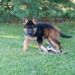 Gabby - Black and red female German Shepherd puppy in Milford, Indiana from Olde Heritage K-9