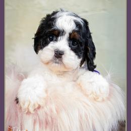 October - Black white and tan female Cockapoo puppy in Connersville, Indiana from Deaz Doodle Ranch