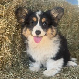 Eddie (Fluffy) - Black and tan male American Corgi puppy in East Oakdale, California from Rhettro Kennels