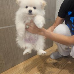 Chubbs - Cream male Pomeranian puppy in Modesto, California from SelfiePoms