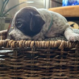 German Shorthaired Pointer Puppies from Bequest German Shorthaired Pointers